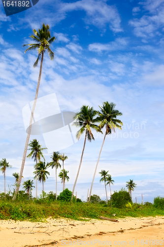 Image of Tropic Jungle