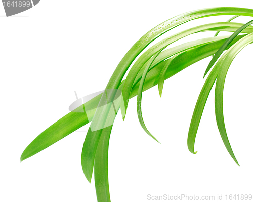 Image of Green Leaves