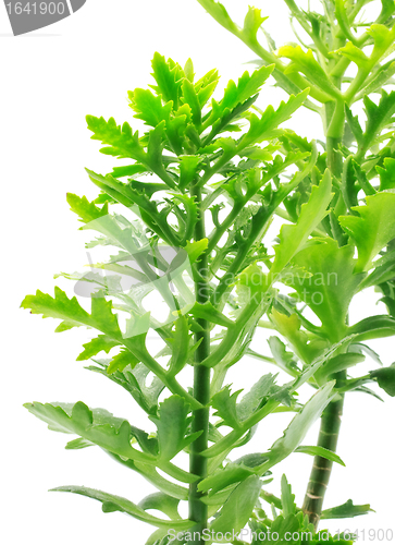 Image of Green Leaves