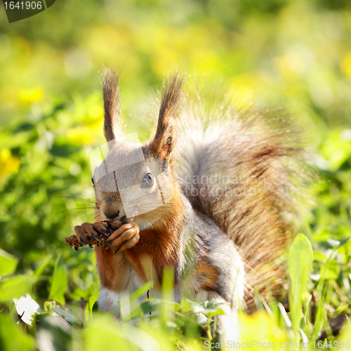 Image of Squirrel with Pinecone