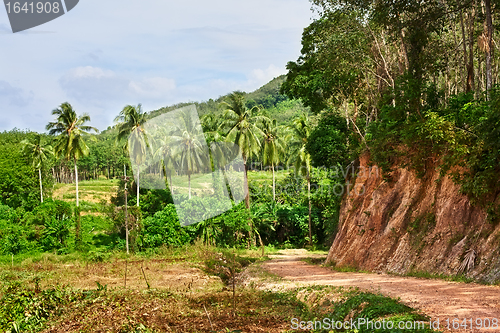 Image of Road in Jungle