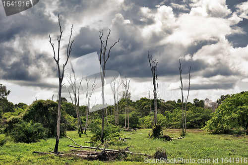 Image of Dry Trees on Swamp