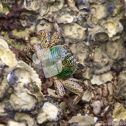 Image of Green Crab