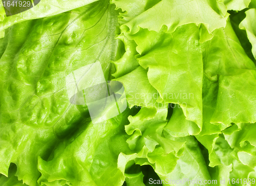 Image of Green Lettuce