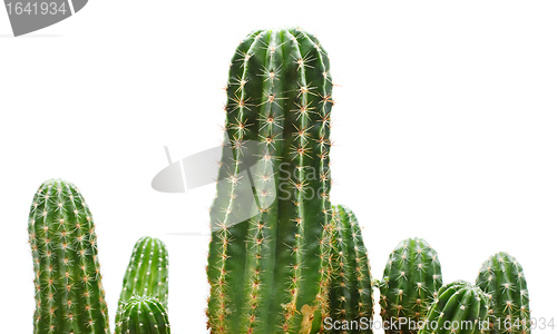 Image of Cactus