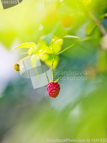 Image of Ripe Raspberry