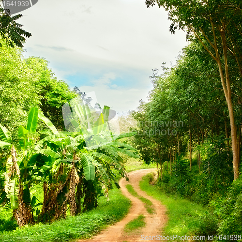 Image of Road in Jungle