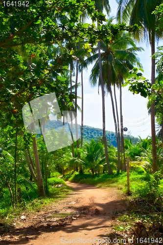 Image of Road in Jungle