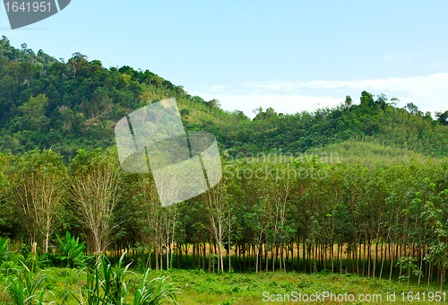 Image of Thai Jungle