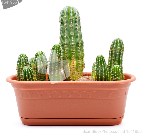 Image of Cactus Pot