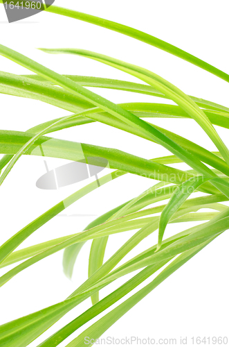 Image of Green Leaves