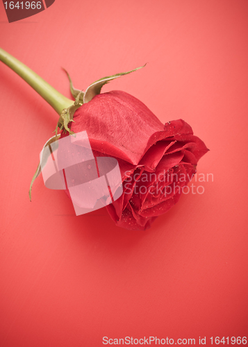 Image of Red Rose Bud