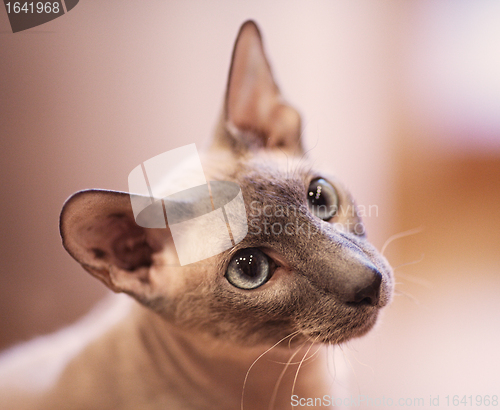 Image of Hairless Cat