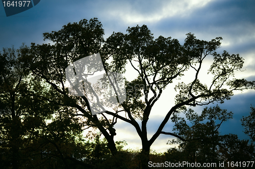 Image of Trees Silhouette at Sunset