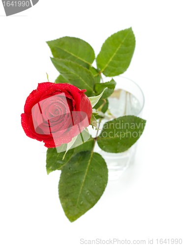 Image of Red Rose In Glass