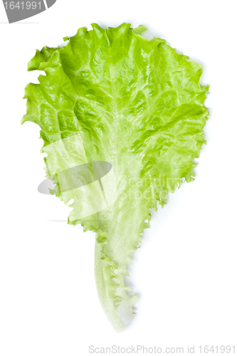 Image of Green Lettuce