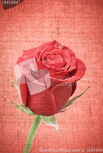 Image of Red Rose Bud