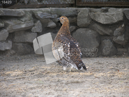 Image of Grey-hen