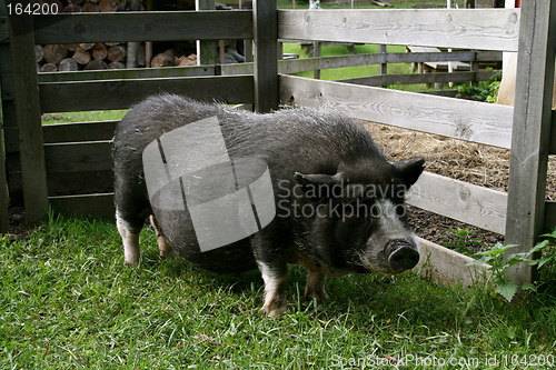 Image of Black pig