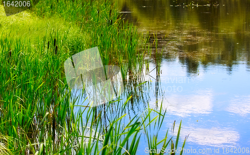 Image of Pond And Water Plants