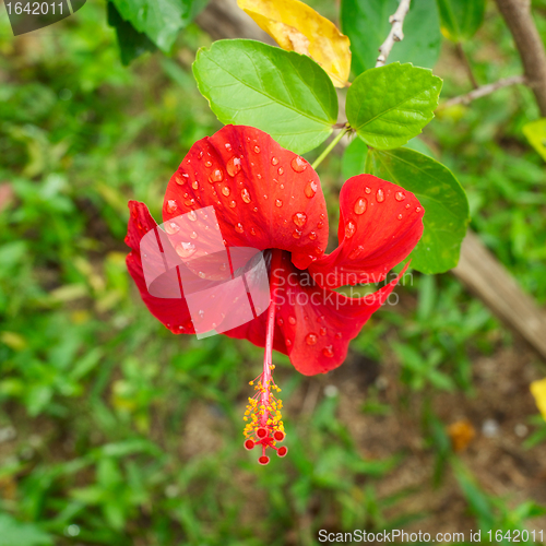 Image of Red Hibiscus