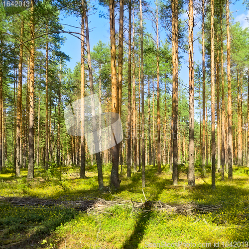 Image of Pine Forest