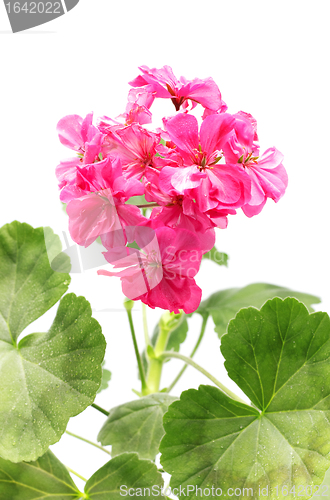 Image of Geranium Flower