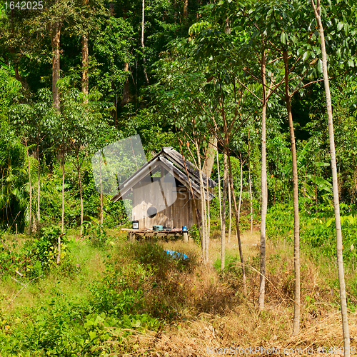 Image of Thai Jungle