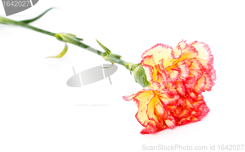 Image of Pink and Yellow Carnation