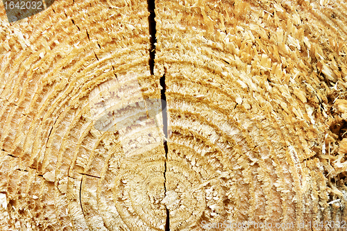 Image of Texture of Old Wood