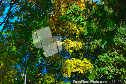 Image of Green and Yellow Leaves