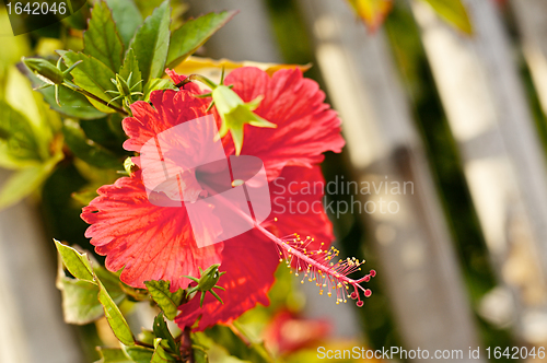 Image of Red Hibiscus