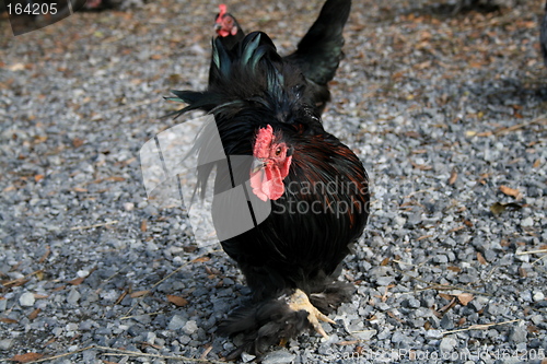 Image of cock