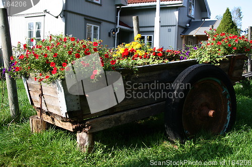 Image of Autumnflowers