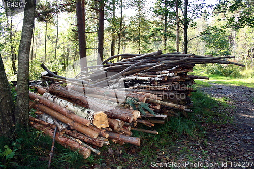 Image of Wooden in the forest