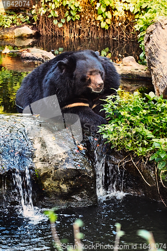 Image of Malayan Sun Bear