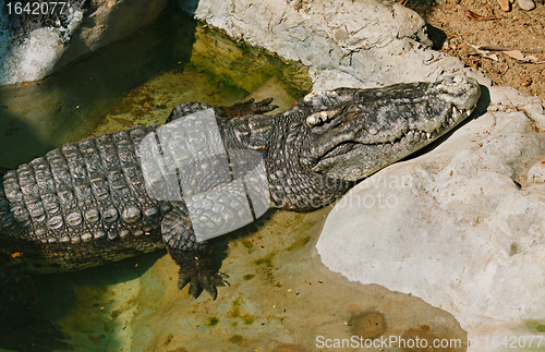 Image of Crocodile