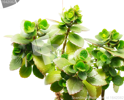 Image of Green Leaves