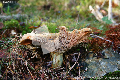 Image of Mushroom