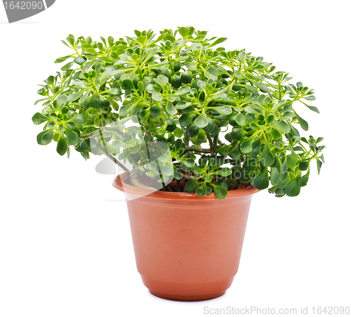 Image of Home Plant