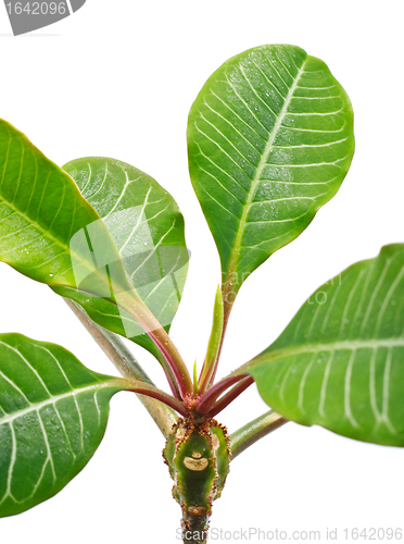 Image of Green Leaves