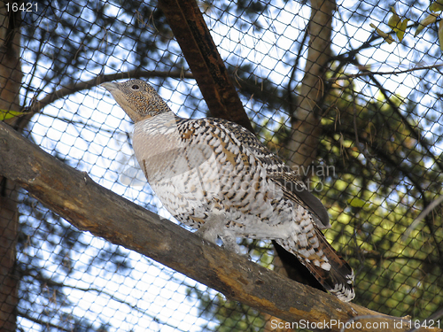 Image of Grey-hen