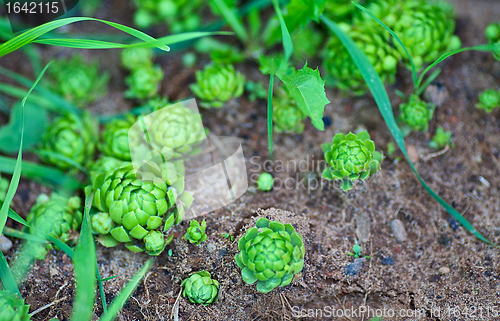 Image of Sprouts