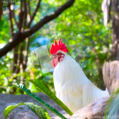 Image of White Rooster