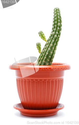 Image of Cactus Pot