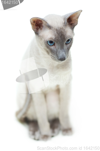 Image of Hairless Cat