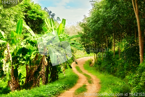 Image of Road in Jungle