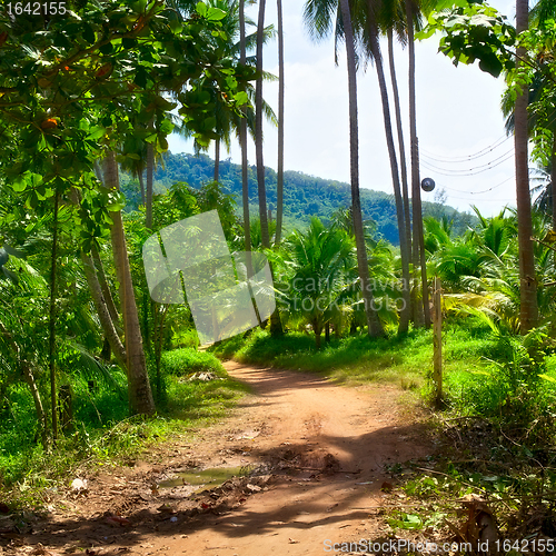 Image of Road in Jungle