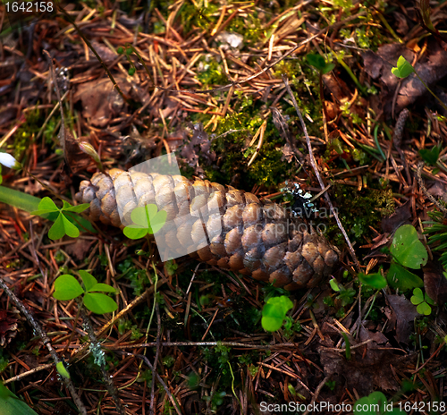 Image of Fir Cone