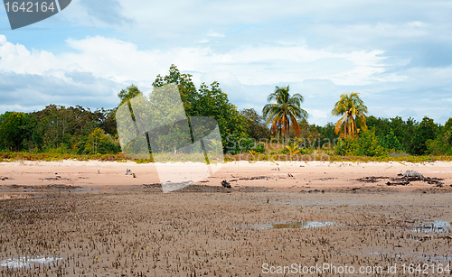 Image of Mangrove Shelf